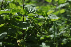 Ribes biebersteinii