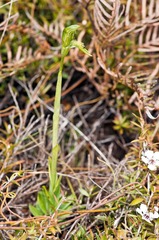 Pterostylis tasmanica