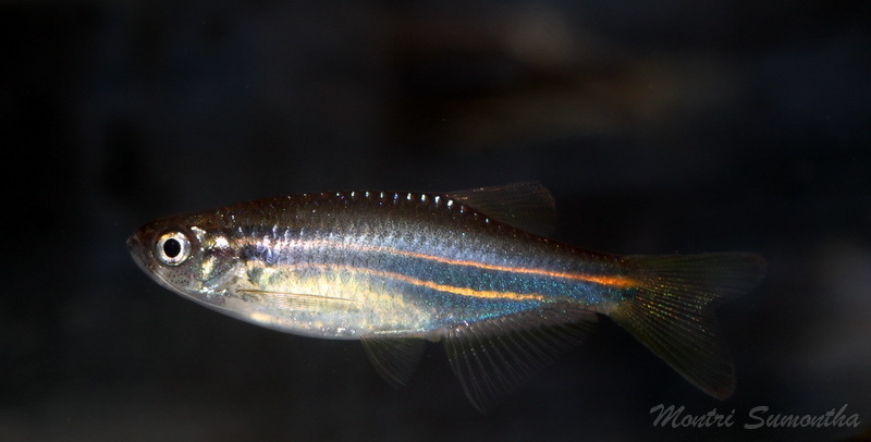 Blue Danio from Bang Non, Mueang Ranong District, Ranong 85000 ...