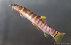 Roberts's Brook Loach photo 1