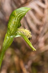 Pterostylis tasmanica