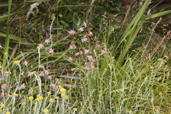 Senecio umbellatus