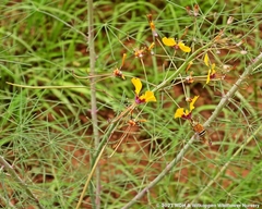 Cleome angustifolia diandra