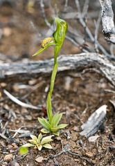 Pterostylis tasmanica