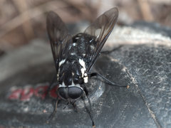 Triclista guttata