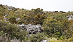 Leucadendron strobilinum