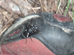 Triclista guttata