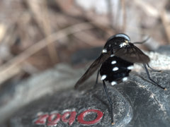 Triclista guttata