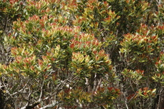 Leucadendron strobilinum