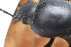Eleodes longicollis