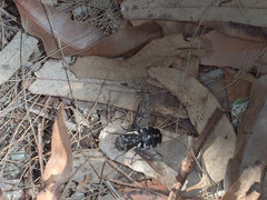 Triclista guttata