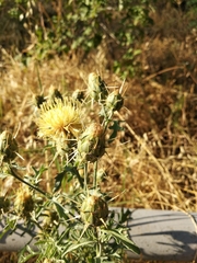Centaurea salonitana