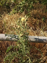 Centaurea salonitana