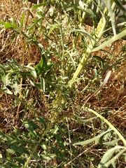 Centaurea salonitana