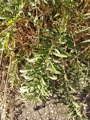 Centaurea salonitana