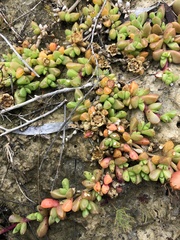 Disphyma dunsdonii