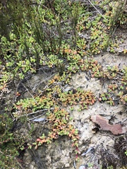 Disphyma dunsdonii
