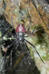 Nephilingis borbonica