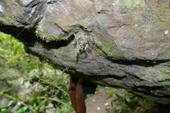 Nephilingis borbonica