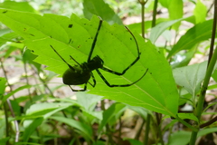 Nephilingis borbonica