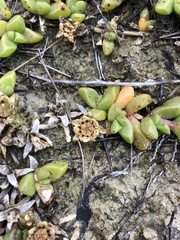 Disphyma dunsdonii