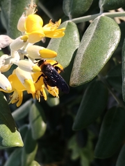 Campsomeriella