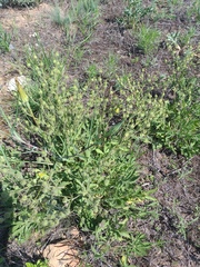 Potentilla astracanica