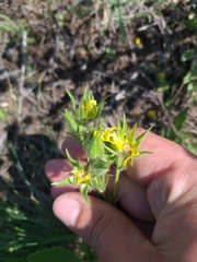 Potentilla astracanica