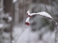 Sorbus aucuparia