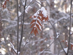 Sorbus aucuparia