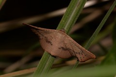 Aglaopus centiginosa