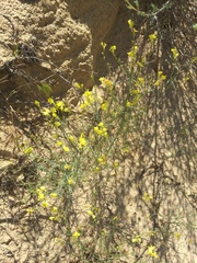 Linaria odora