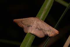 Aglaopus centiginosa