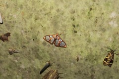 Glyphodes grandisalis