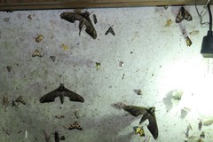 Adhemarius sexoculata