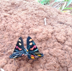 Mimoniades versicolor
