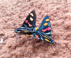 Mimoniades versicolor
