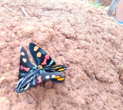 Mimoniades versicolor