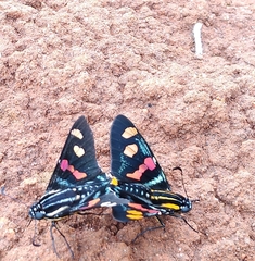 Mimoniades versicolor