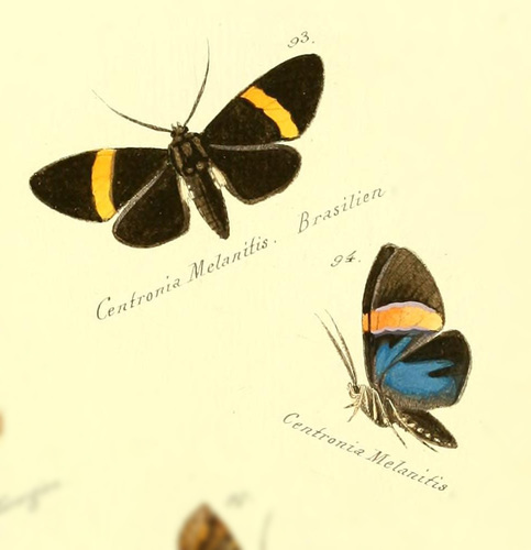 Episcepsis melanitis
