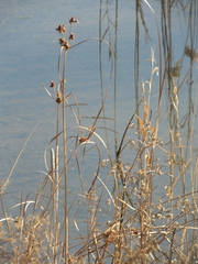Cyperus glomeratus
