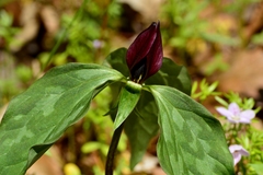 Trillium recurvatum