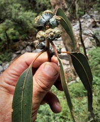 Eucalyptus globulus bicostata