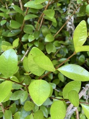 Metrosideros fulgens