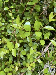 Metrosideros fulgens