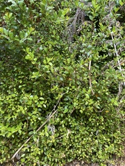 Metrosideros fulgens