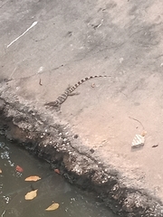 Varanus salvator macromaculatus