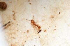 Tetramorium simillimum