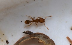 Tetramorium simillimum