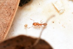 Tetramorium simillimum